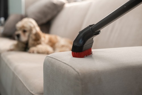 Pet-Friendly Home Cleaning Removing Fur and Odors